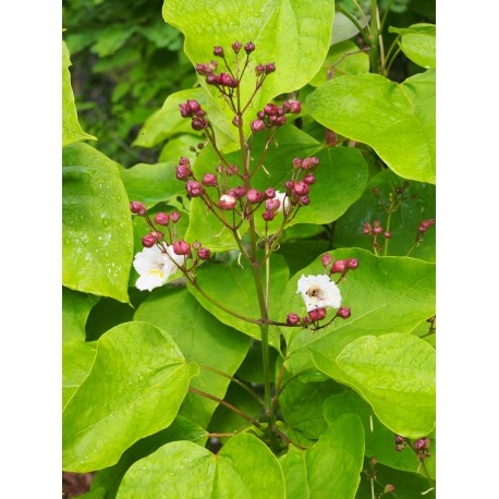 Catalpa speciosa 'Pulverulenta' - catalpa panaché