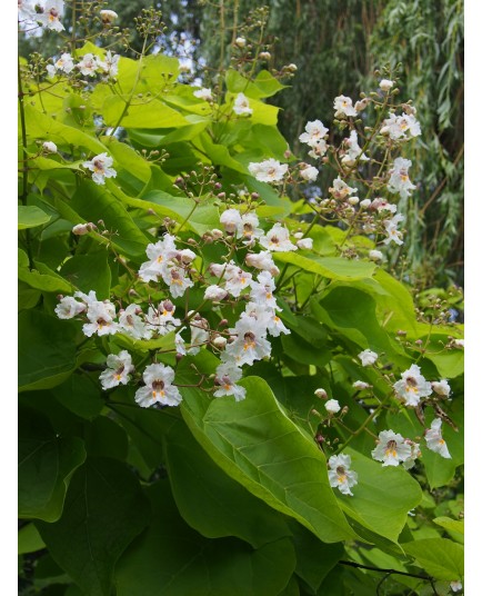 Catalpa bignonioides 'Aurea'