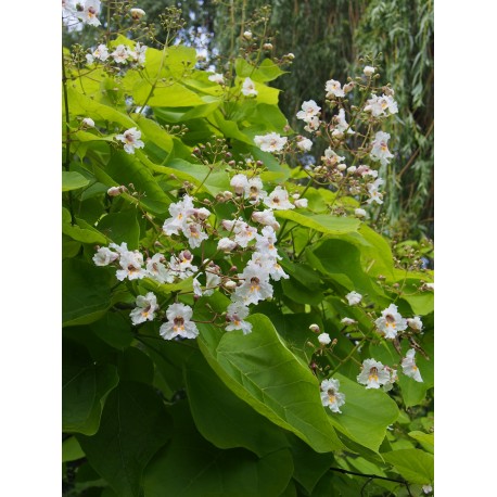 Catalpa bignonioides 'Aurea'