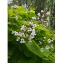 Catalpa bignonioides 'Aurea'