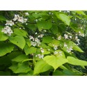 Catalpa bignonioides 'Aurea'