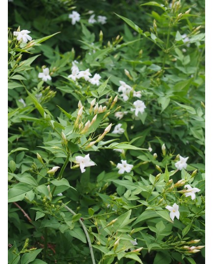 Jasminum officinale - Jasmin officinal, jasmins blancs