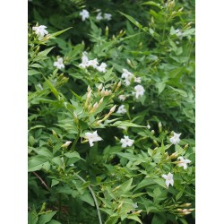 Jasminum officinale - Jasmin officinal, jasmins blancs