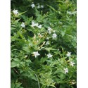 Jasminum officinale - Jasmin officinal, jasmins blancs