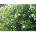 Jasminum officinale - Jasmin officinal, jasmins blancs