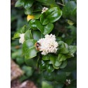 Ligustrum japonicum 'Coriaceum' - Troène du Japon à feuille de camelia