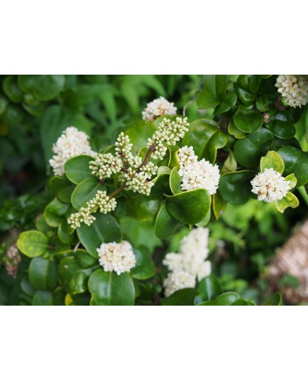 Ligustrum japonicum 'Coriaceum' - Troène du Japon à feuille de camelia