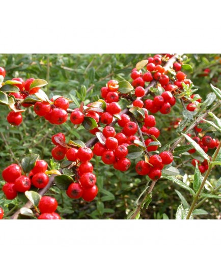 Cotoneaster splendens 'Sabrina'