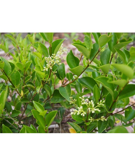 Ligustrum japonicum 'Korean Dwarf' - Troènes