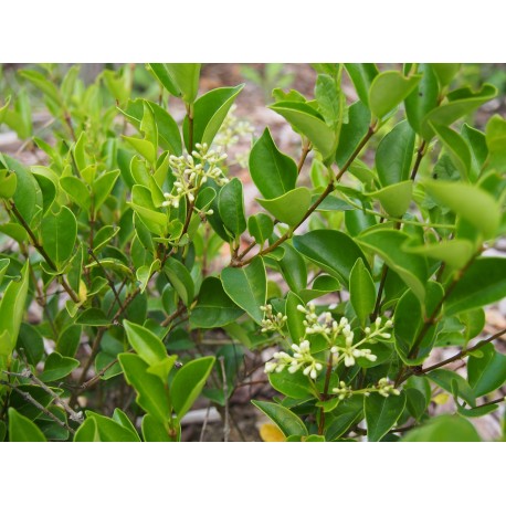 Ligustrum japonicum 'Korean Dwarf' - Troènes
