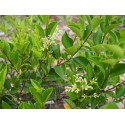 Ligustrum japonicum 'Korean Dwarf' - Troènes