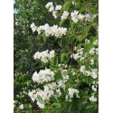 Philadelphus hirsutus