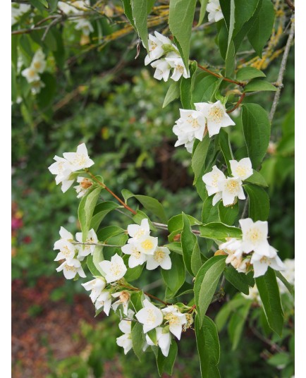 Philadelphus incanus - seringat