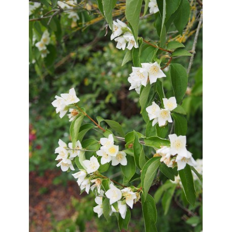 Philadelphus incanus - seringat