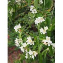 Philadelphus incanus - seringat