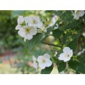 Philadelphus polyanthus x 'Norma' - seringat