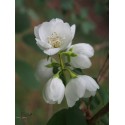 Philadelphus virginalis x 'Girandole' - seringat