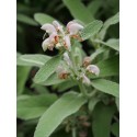 Phlomis purpurea subsp. caballeroi