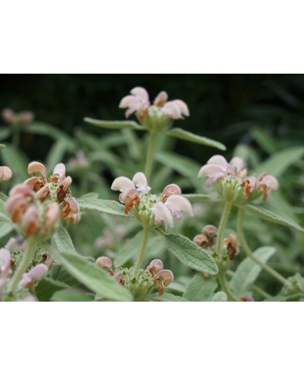 Phlomis purpurea subsp. caballeroi