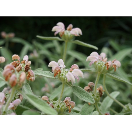 Phlomis purpurea subsp. caballeroi