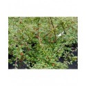 Cotoneaster suecicus x 'Coral Beauty' - cotoneaster rampant