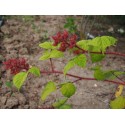 Rubus phoenicolasius - Ronce japonaise