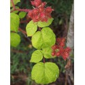 Rubus phoenicolasius - Ronce japonaise