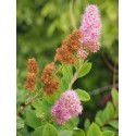 Spiraea alba 'Carnea' -spirée blanche