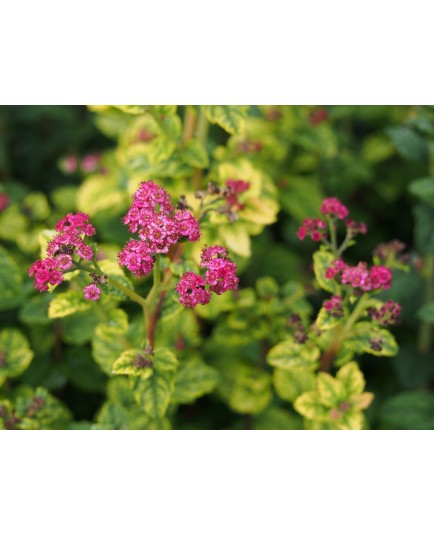 Spiraea japonica 'Bullata' - spirée naine