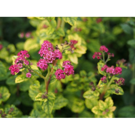 Spiraea japonica 'Bullata' - spirée naine