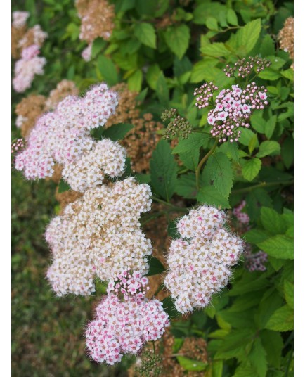 Spiraea japonica 'Coccinea' - Spirées du japon