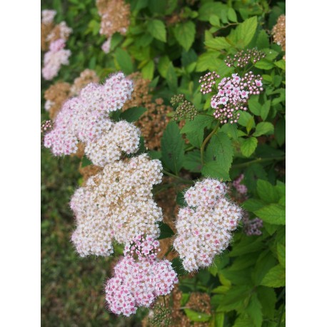 Spiraea japonica 'Coccinea' - Spirées du japon