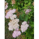 Spiraea japonica 'Coccinea' - Spirées du japon