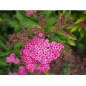 Spiraea japonica 'Crispa' - Spirée du Japon