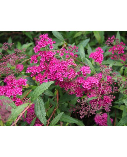 Spiraea japonica 'Dart's Red' - Spirée du Japon