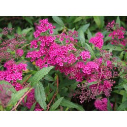 Spiraea japonica 'Dart's Red' - Spirée du Japon