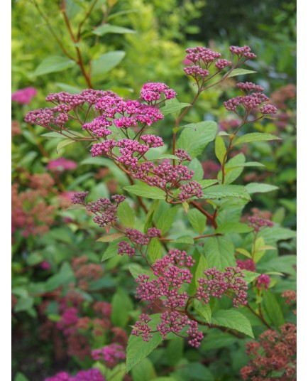 Spiraea japonica 'Froebelli' - Spirée du Japon