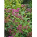 Spiraea japonica 'Froebelli' - Spirée du Japon