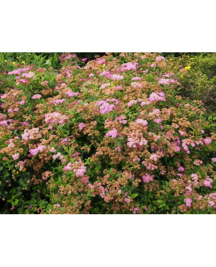 Spiraea japonica 'Manon' -Spirées du japon