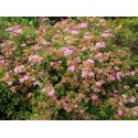 Spiraea japonica 'Manon' -Spirées du japon