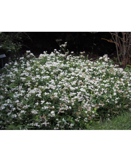 Spiraea lancifolia - spirée