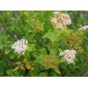 Spiraea miyabei - Spirée