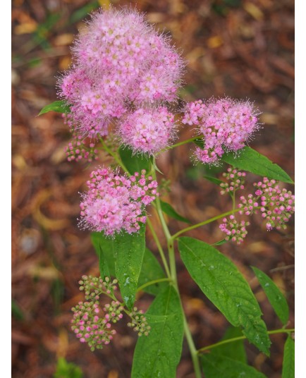 Spiraea syringiflora x - spirée à fleur de lilas