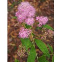 Spiraea syringiflora x - spirée à fleur de lilas