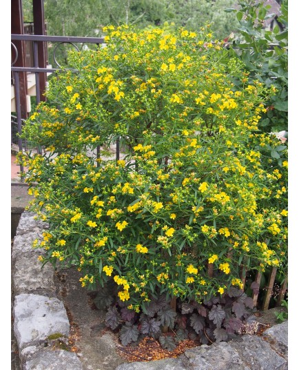 Hypericum kalmianum 'Gemo' - millepertuis