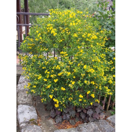 Hypericum kalmianum 'Gemo' - millepertuis