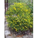 Hypericum kalmianum 'Gemo' - millepertuis