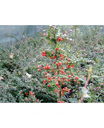 Cotoneaster suecicus x 'Skogholm' - cotonéasters,