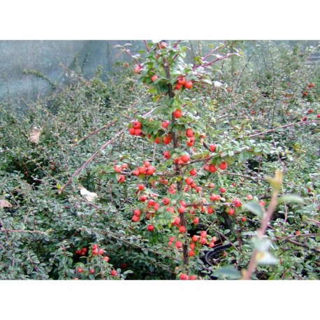 Cotoneaster suecicus x 'Skogholm' - cotonéasters,