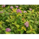 Spiraea japonica 'Zen Spirit Caramel'®